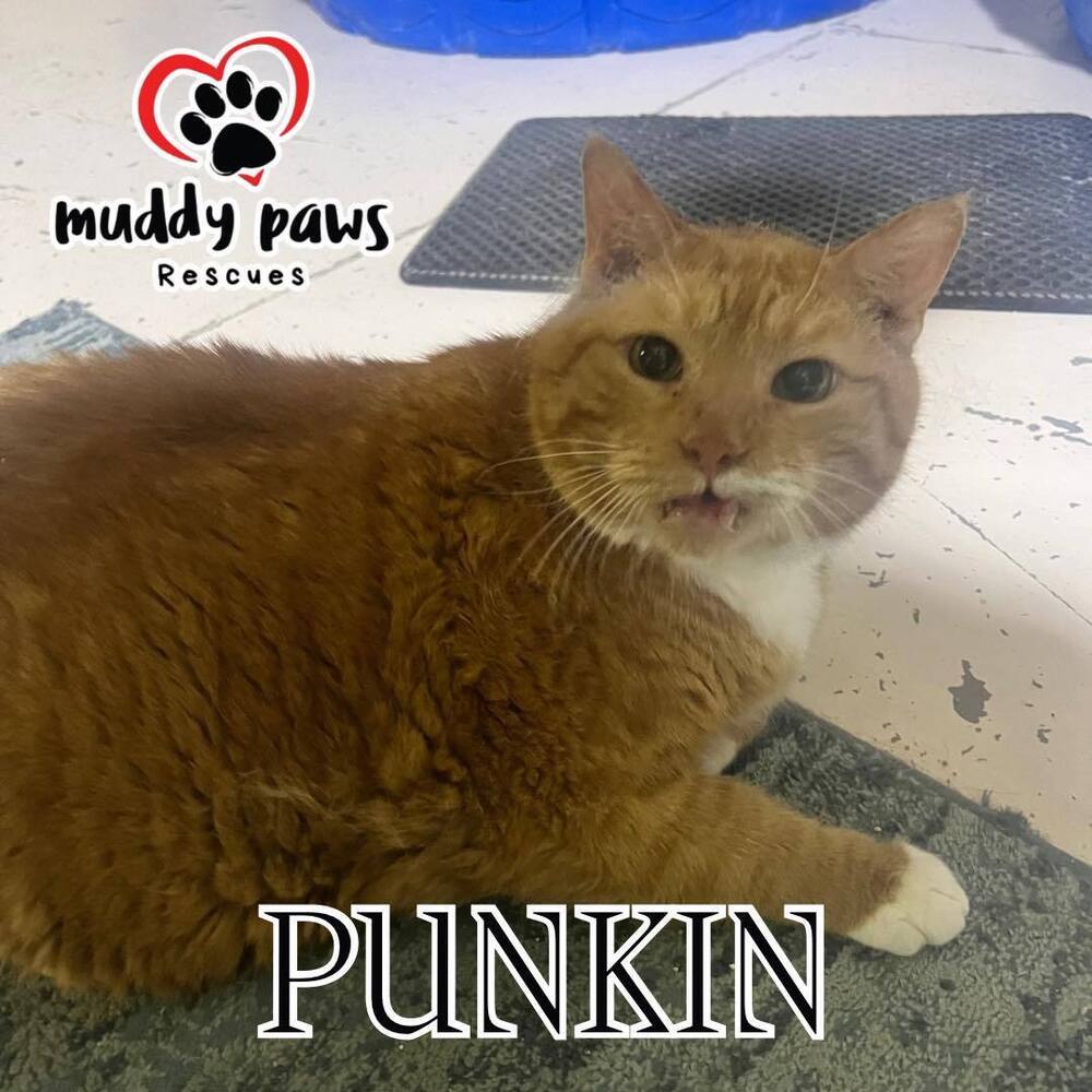 Punkin - Adoption Pending