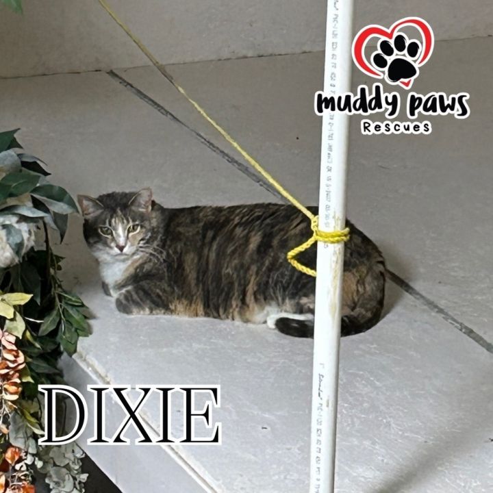 Dixie (Feral Gretna Cat) 1