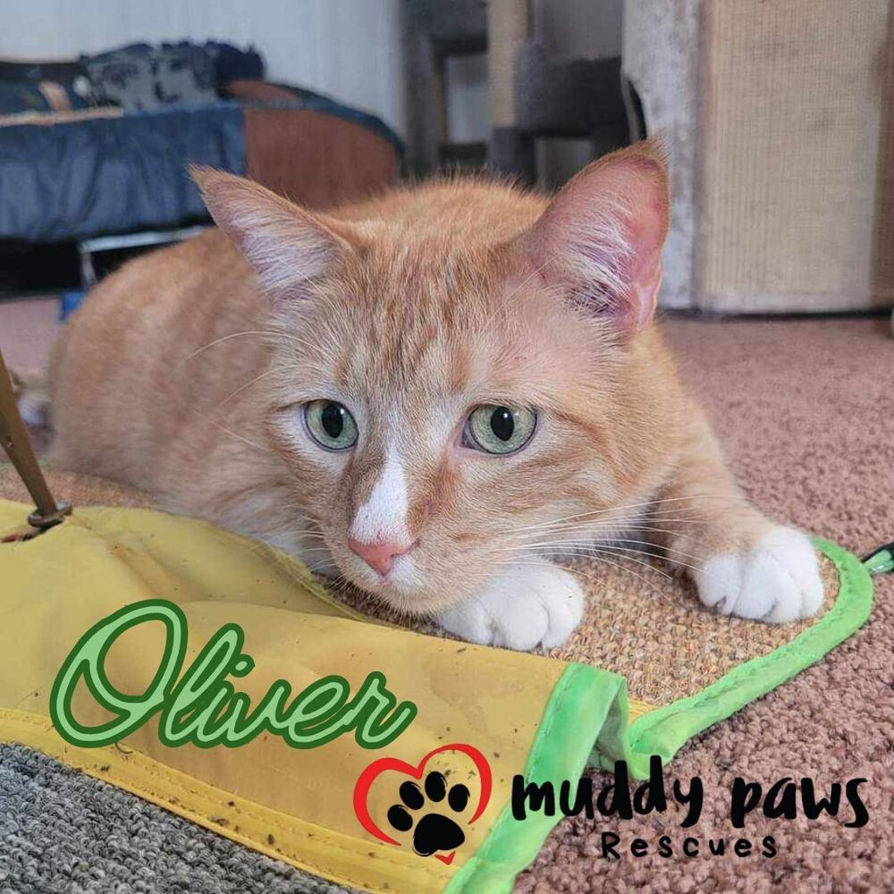 Oliver, an adoptable Domestic Short Hair, Tabby in Council Bluffs, IA, 51503 | Photo Image 1