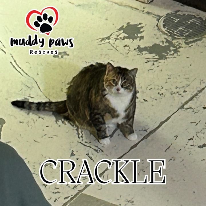 Crackle (Feral Gretna Cat) 1