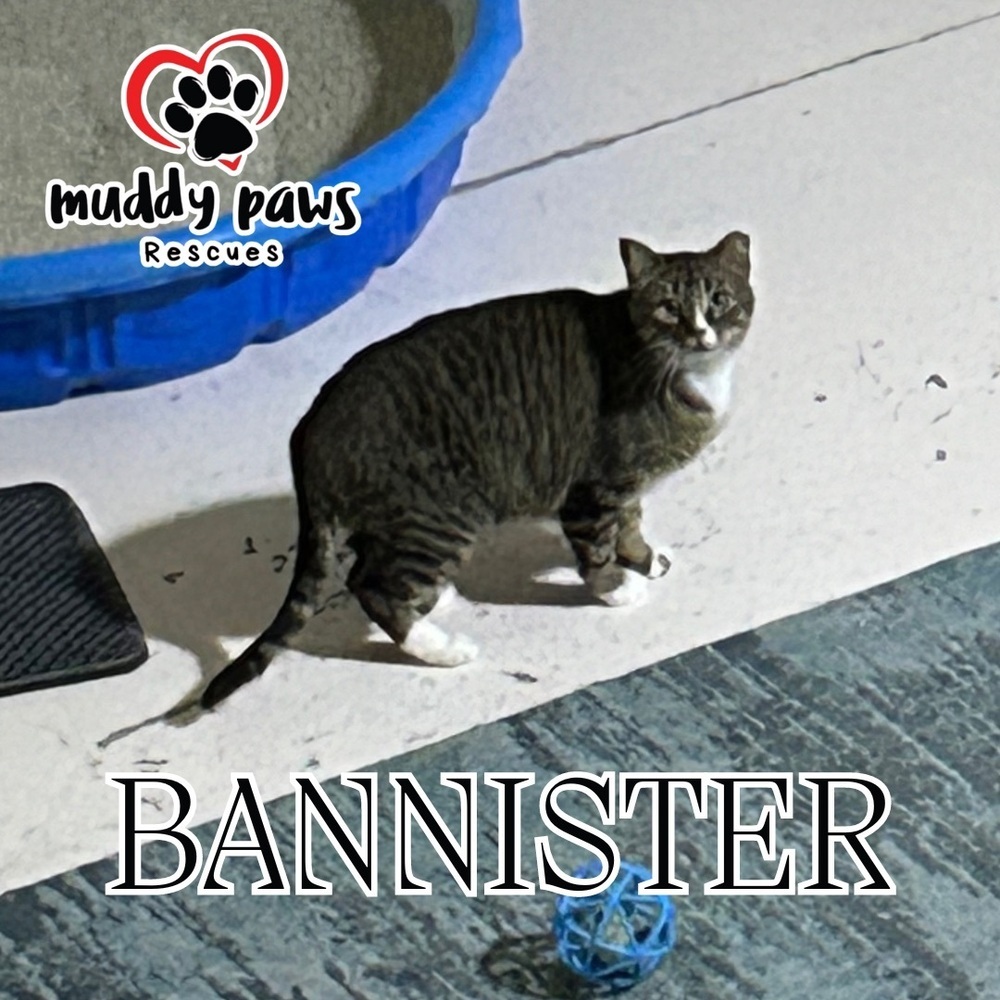 Bannister (Feral Gretna Cat), an adoptable Domestic Short Hair in Council Bluffs, IA, 51503 | Photo Image 1