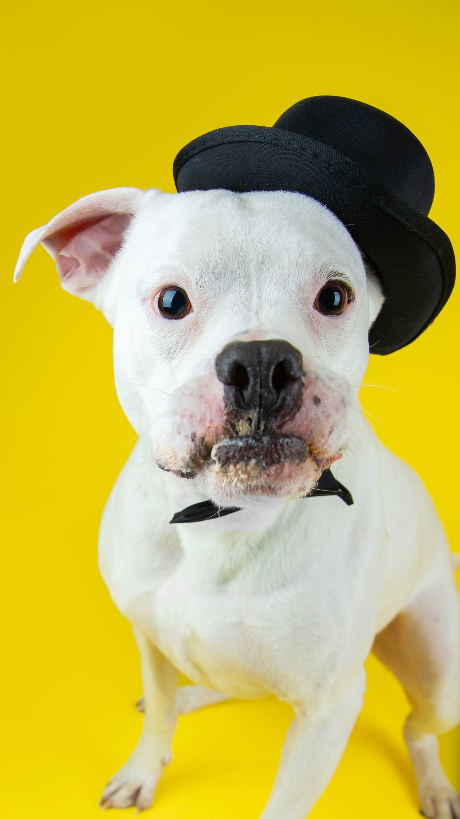 Creed, an adoptable Boxer in Salt Lake City, UT, 84171 | Photo Image 1