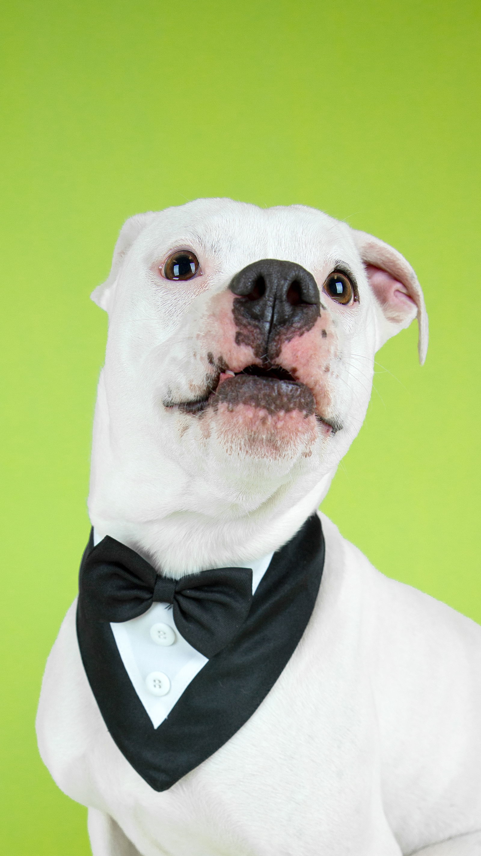 Creed, an adoptable Boxer in Salt Lake City, UT, 84171 | Photo Image 2