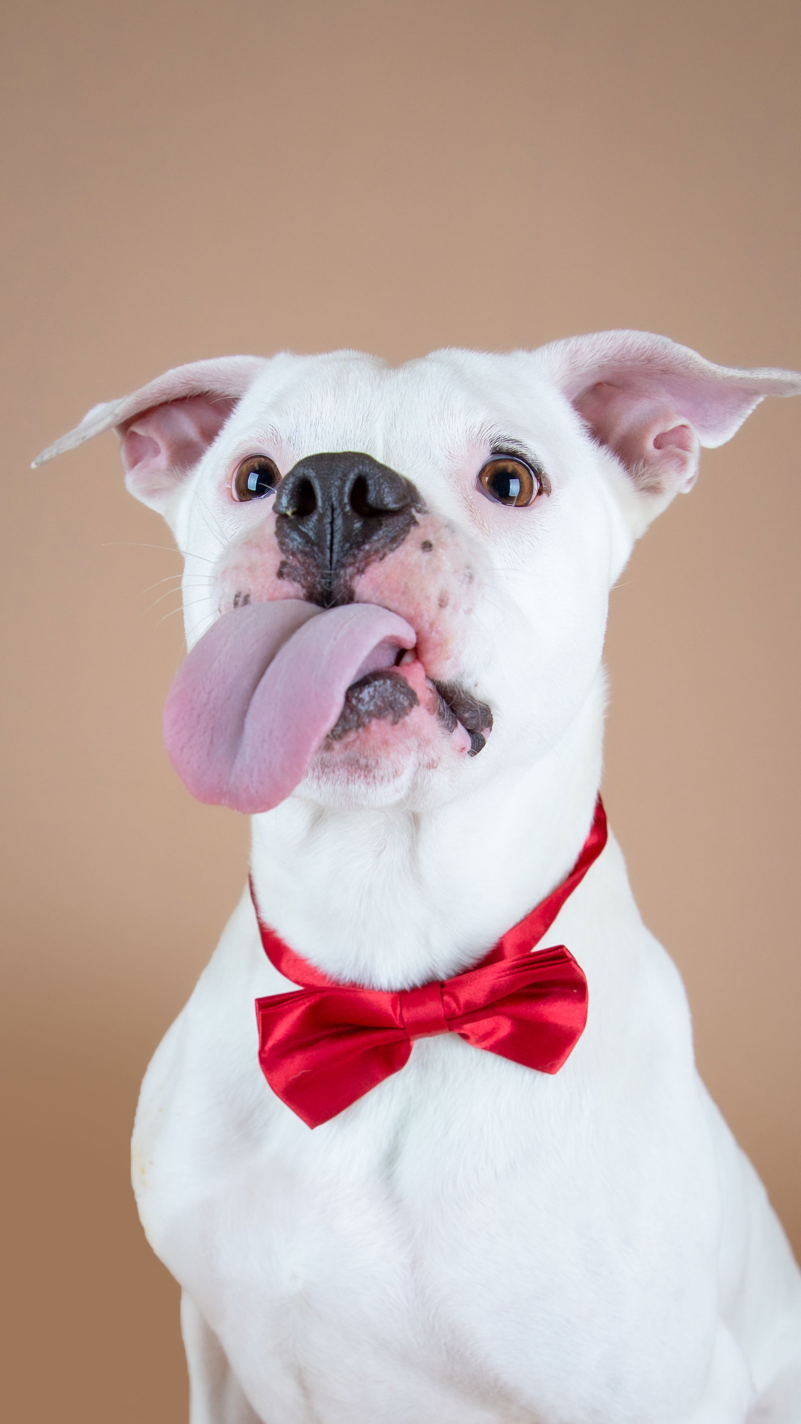 Creed, an adoptable Boxer in Salt Lake City, UT, 84171 | Photo Image 3