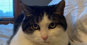 Annabelle (21-294 C), Senior Female Domestic Short Hair