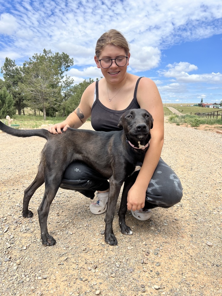 Cory, an adoptable Belgian Shepherd / Malinois in Cortez, CO, 81321 | Photo Image 1