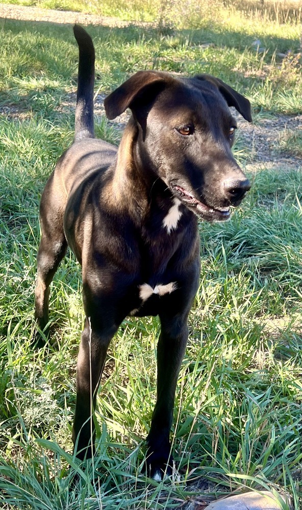 Cory, an adoptable Shepherd in Cortez, CO, 81321 | Photo Image 1