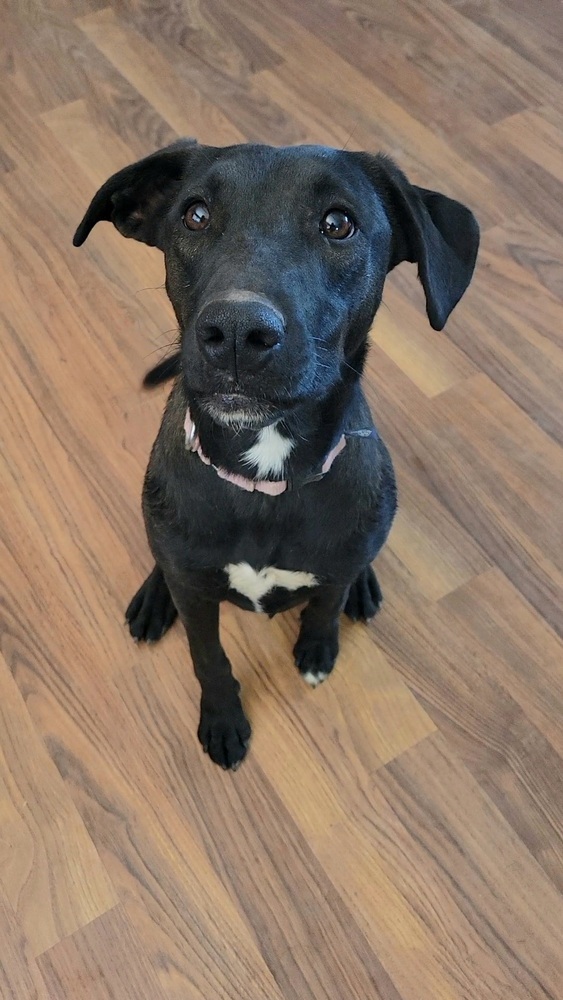 Cory, an adoptable Belgian Shepherd / Malinois in Cortez, CO, 81321 | Photo Image 2