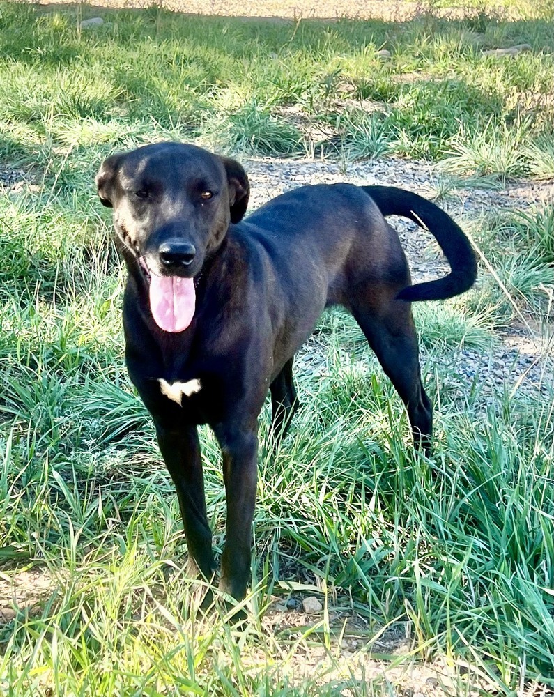 Cory, an adoptable Shepherd in Cortez, CO, 81321 | Photo Image 2