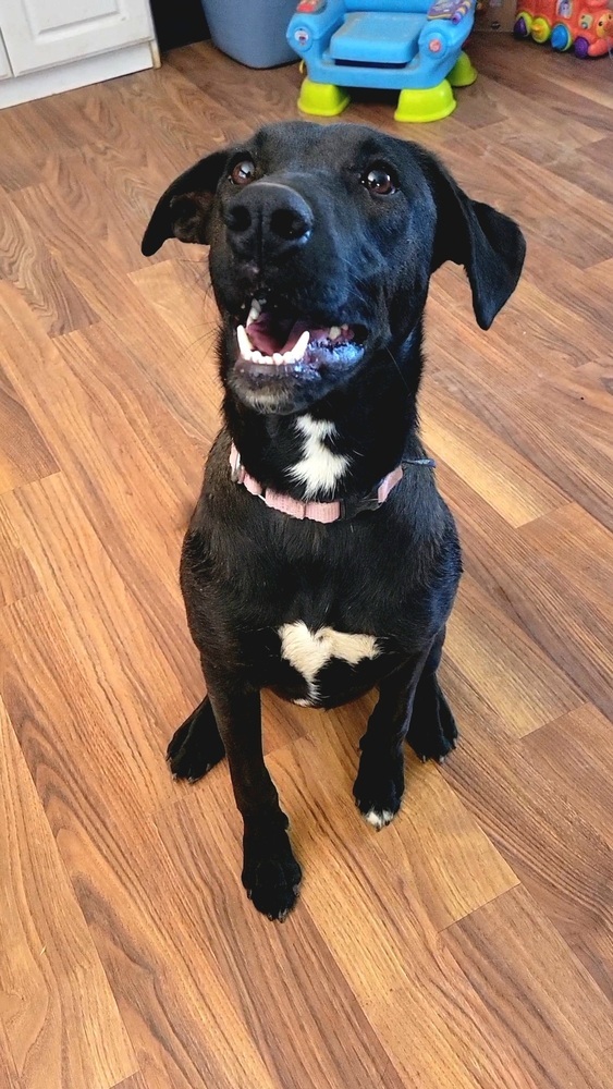 Cory, an adoptable Belgian Shepherd / Malinois in Cortez, CO, 81321 | Photo Image 3