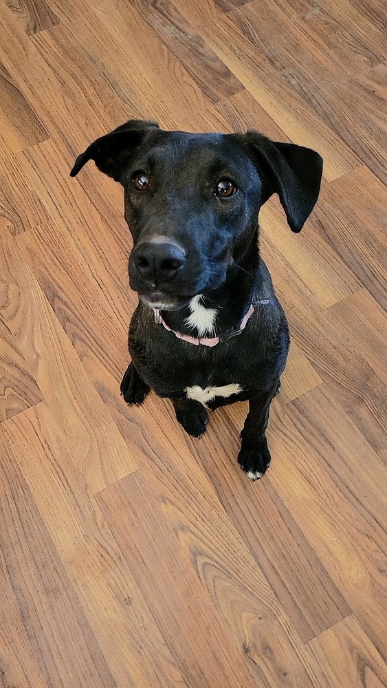 Cory, an adoptable Belgian Shepherd / Malinois in Cortez, CO, 81321 | Photo Image 5