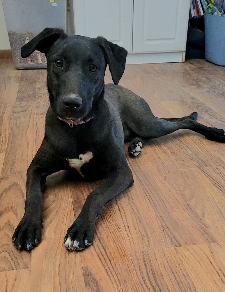 Cory, an adoptable Belgian Shepherd / Malinois in Cortez, CO, 81321 | Photo Image 6