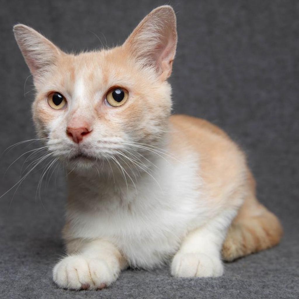 Tyson 2.0, an adoptable Domestic Short Hair in Hackett, AR, 72937 | Photo Image 1