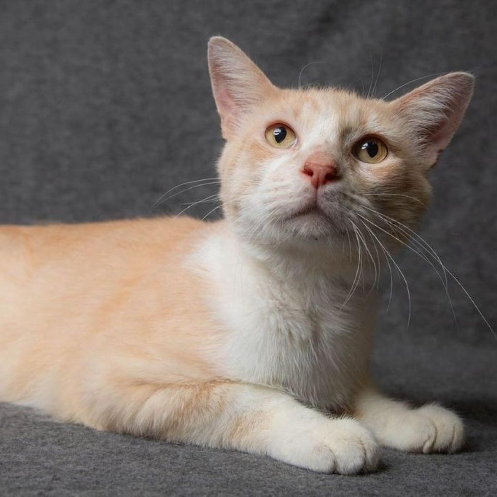 Tyson 2.0, an adoptable Domestic Short Hair in Hackett, AR, 72937 | Photo Image 2