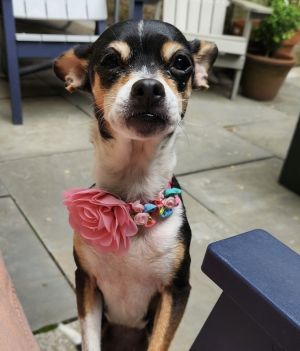 Bitsy Chihuahua Dog