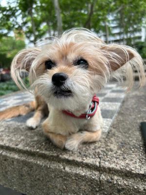 Linda is a 9-year-old 8-pound female silky terrier mix from the NYCACC She has adjusted very well 