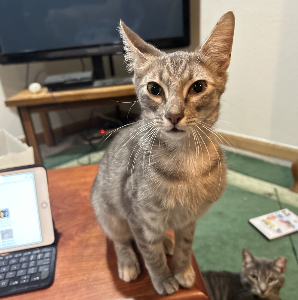 Pepper, an adoptable Domestic Short Hair in Aurora, CO, 80016 | Photo Image 2