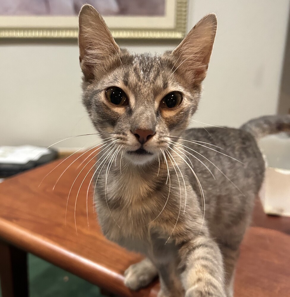 Pepper, an adoptable Domestic Short Hair in Aurora, CO, 80016 | Photo Image 3