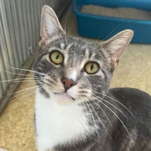 Hi My name is Marble and Im at the Santa Barbara Campus Im a 2 year old male Domestic shorthair