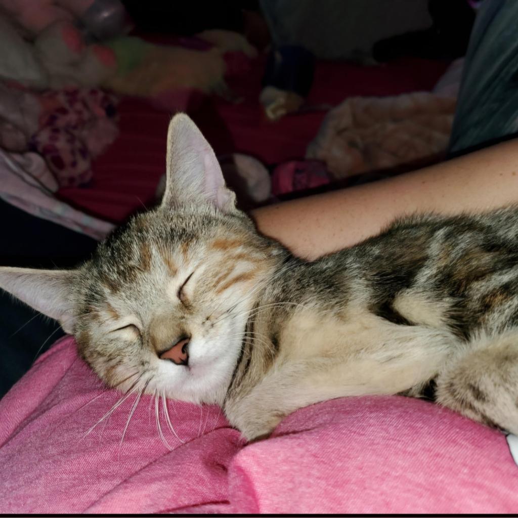 Kiki -MISSING, an adoptable Bengal in Lynchburg, VA, 24502 | Photo Image 1