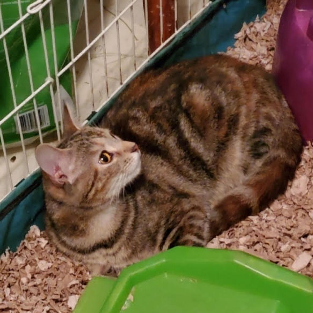 Kiki -MISSING, an adoptable Bengal in Lynchburg, VA, 24502 | Photo Image 2