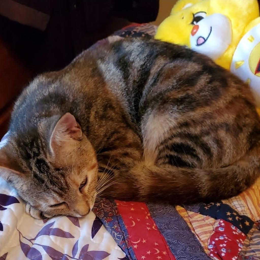 Kiki -MISSING, an adoptable Bengal in Lynchburg, VA, 24502 | Photo Image 3