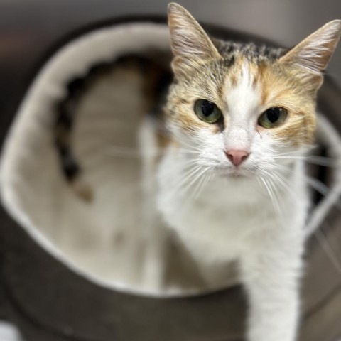 Cat for adoption - Dory (Marbel) CFS# 240046020, a Domestic Short Hair ...