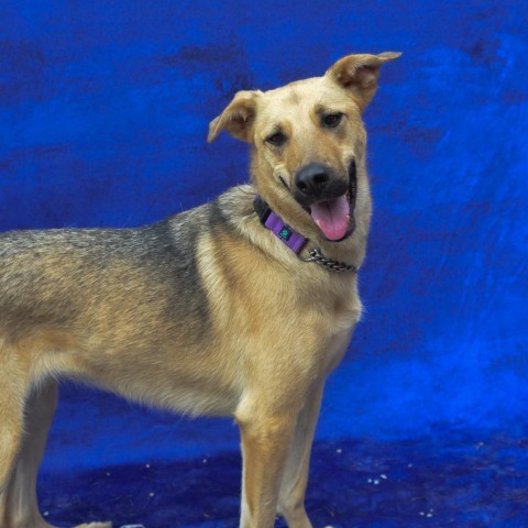 Jackson, an adoptable Mixed Breed in Glenfield, NY, 13343 | Photo Image 1