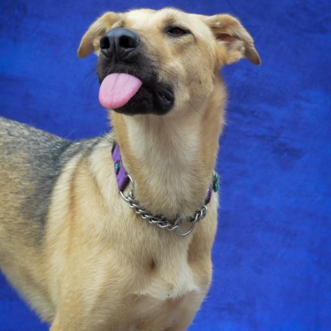 Jackson, an adoptable Mixed Breed in Glenfield, NY, 13343 | Photo Image 3