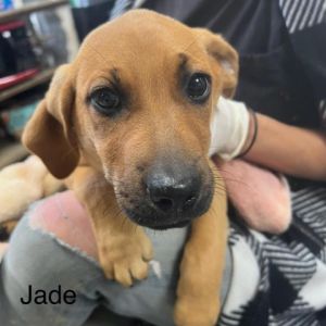 Jade Coonhound Dog
