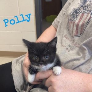 Polly Domestic Short Hair Cat