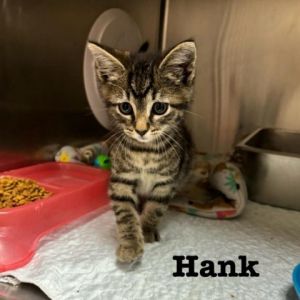 Hank Domestic Medium Hair Cat