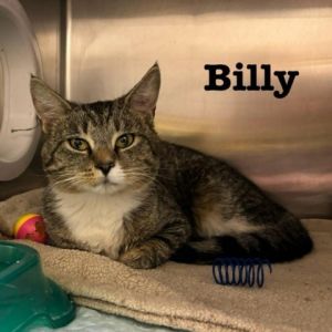 Billy Domestic Short Hair Cat
