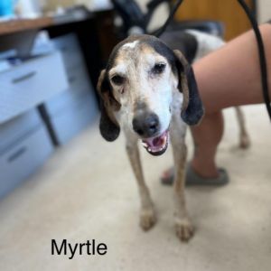 Myrtle Treeing Walker Coonhound Dog