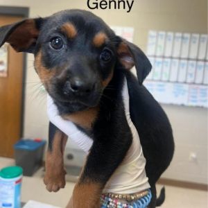 Genny Mixed Breed Dog