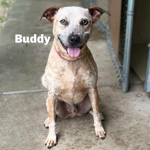 Buddy 240405, an adoptable Mixed Breed in Escanaba, MI, 49829 | Photo Image 1