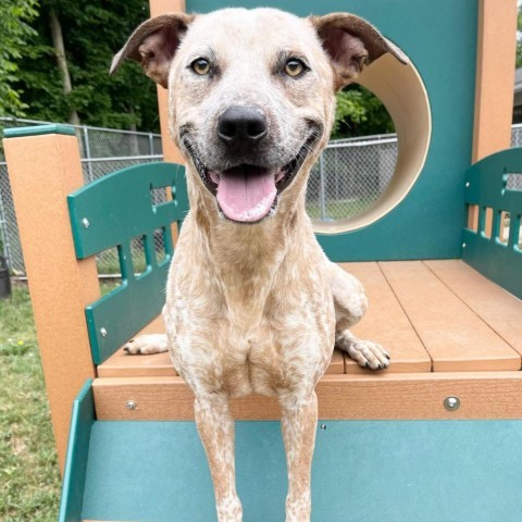 Buddy 240405, an adoptable Mixed Breed in Escanaba, MI, 49829 | Photo Image 2