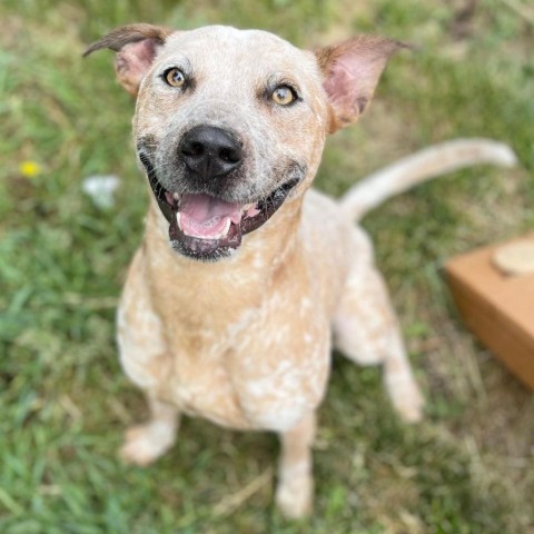 Buddy 240405, an adoptable Mixed Breed in Escanaba, MI, 49829 | Photo Image 3