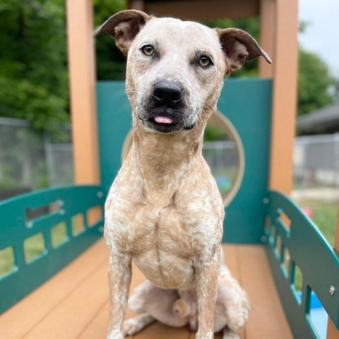 Buddy 240405, an adoptable Mixed Breed in Escanaba, MI, 49829 | Photo Image 4