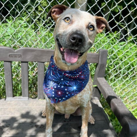 Buddy 240405, an adoptable Mixed Breed in Escanaba, MI, 49829 | Photo Image 5