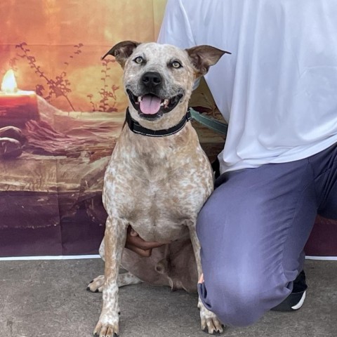 Buddy 240405, an adoptable Mixed Breed in Escanaba, MI, 49829 | Photo Image 5