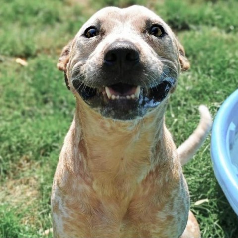 Buddy 240405, an adoptable Mixed Breed in Escanaba, MI, 49829 | Photo Image 5