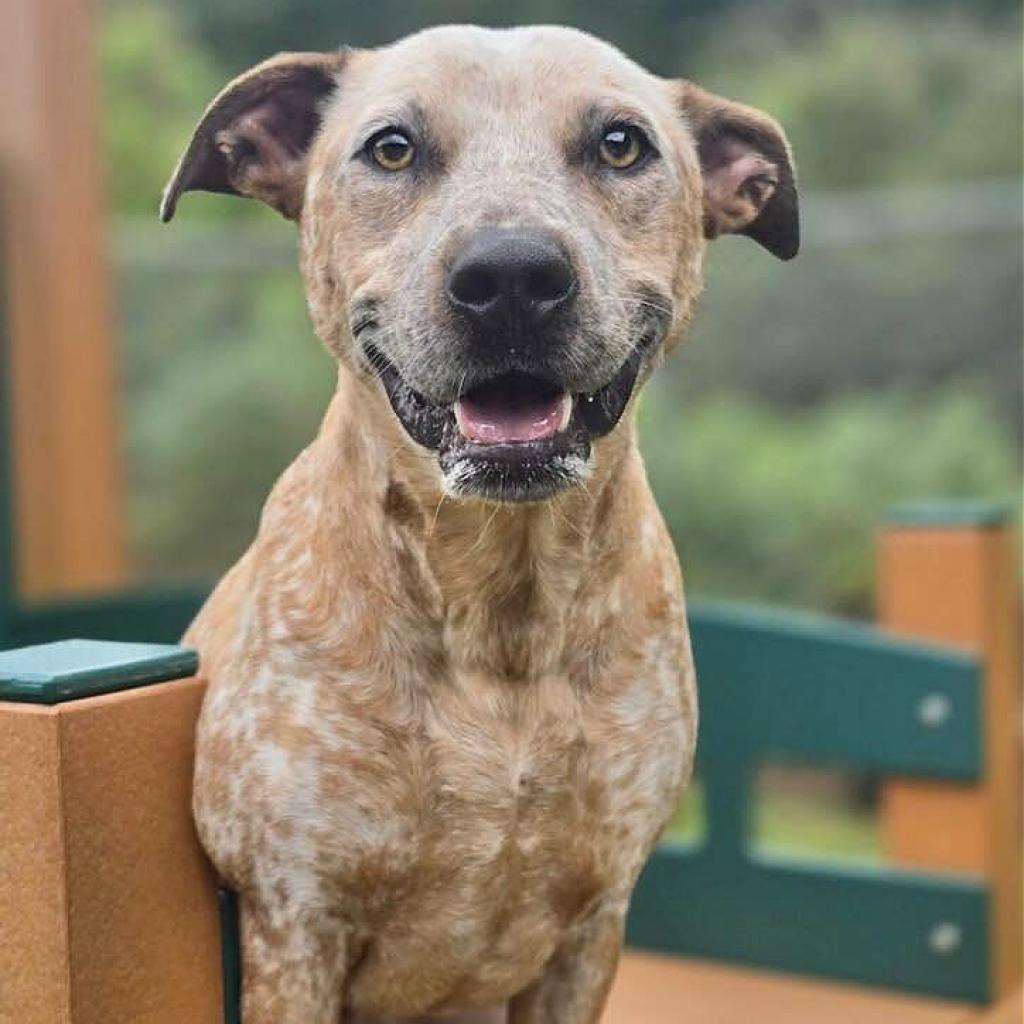 Buddy 240405, an adoptable Mixed Breed in Escanaba, MI, 49829 | Photo Image 5