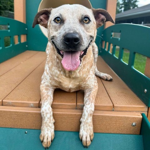 Buddy 240405, an adoptable Mixed Breed in Escanaba, MI, 49829 | Photo Image 6