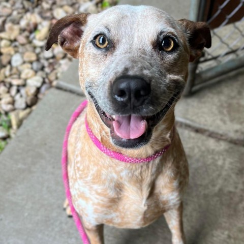 Buddy 240405, an adoptable Mixed Breed in Escanaba, MI, 49829 | Photo Image 6