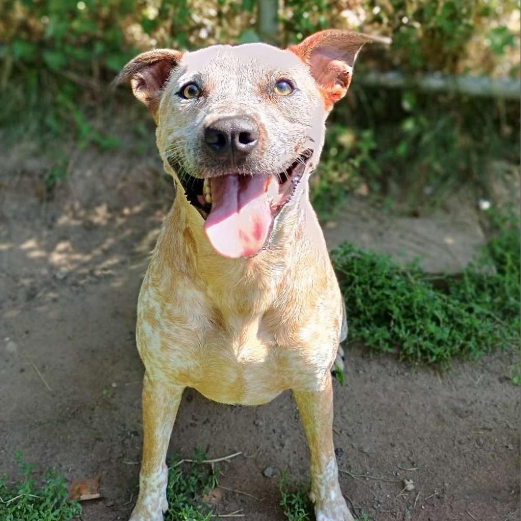 Buddy 240405, an adoptable Mixed Breed in Escanaba, MI, 49829 | Photo Image 6