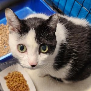 Meet Cow a lovely 3-year-old black and white female cat Cows sweet demeanor and beautiful coat ma