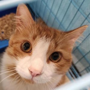 Landon is a handsome 3-year-old male cat with a medium-length orange and white colored coat His cha