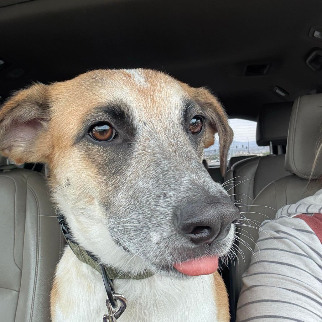 Zack Az Rez, an adoptable Cattle Dog in Las Vegas, NV, 89145 | Photo Image 1
