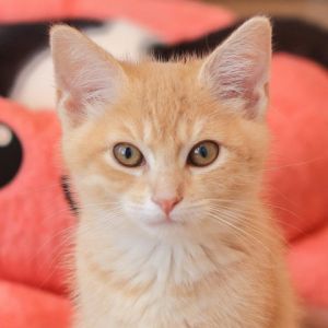 Chococat just might be the sunny addition your home has been dreaming of This charming buff tabby g